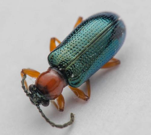Oulema sp.